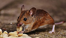 24 Hour & Emergency Exterminators in Lantry, SD